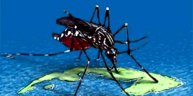  - aedes_aegypti_cuba-771x385